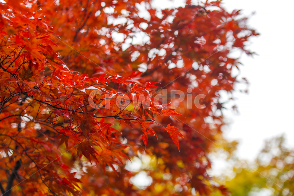 가을,단풍,낙엽,가을단풍,단풍나무,가을,계절,fall,autumn,season,식물,자연,plants,nature,나무,trees,wood,leaf,잎,plant,tree