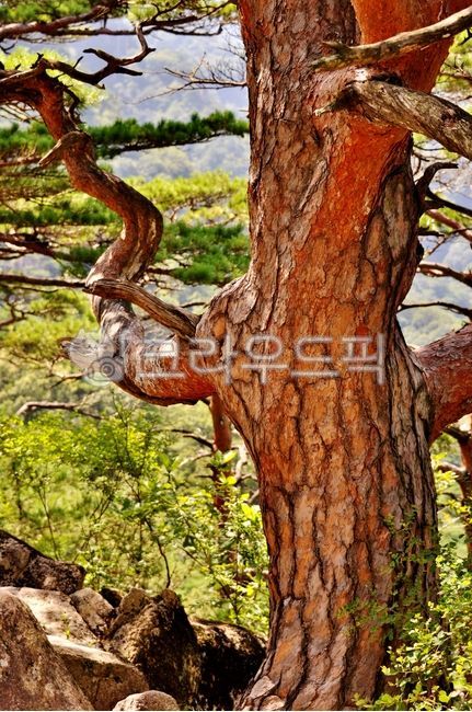 소나무,식물,나무,금강송,적송,고목,노송,붉은소나무,솔잎,숲,산,자연,tree,나무줄기