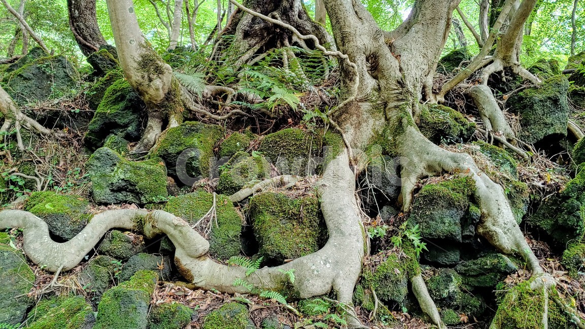 제주도,제주숲,곶자왈,제주원시림,제주화산암,jejuforest,nature,green,jejuforestlandscape,tree,forest,자연,제주도자연