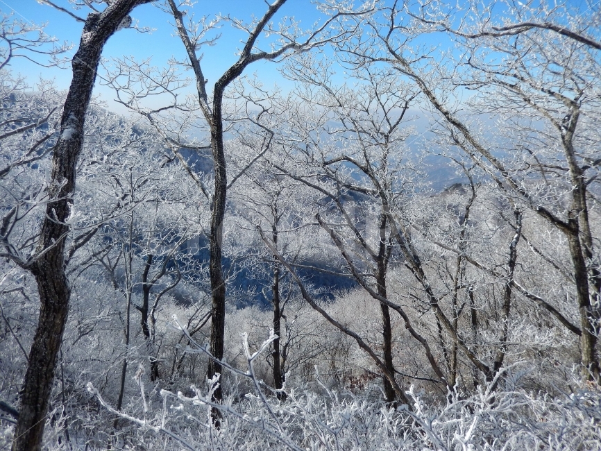 민주지산,눈꽃풍경,상고대,겨울풍경,겨울동화,눈풍경,파란하늘,100대명산,겨울명산,설경,서리꽃,영동,자연,풍경,nature,landscape,겨울,계절,winter,season,outdoors,옥외,snow,눈