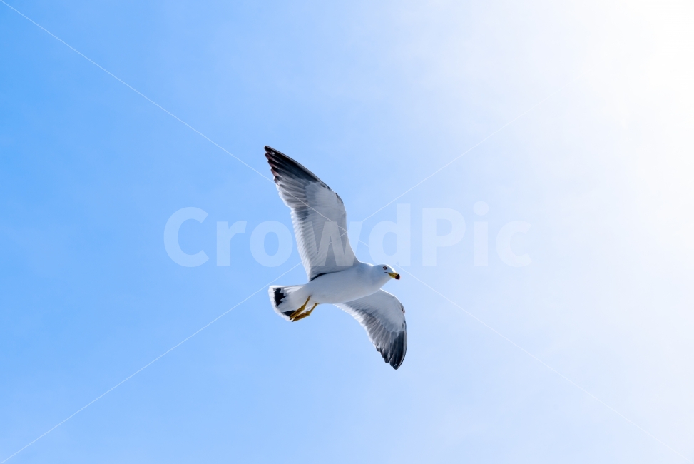 갈매기,날다,날아오르다,하늘,새,날개,미래,바다,조류,gull,fly,sky,bird,힘차게,창공,동물,animal,조류,새,birds