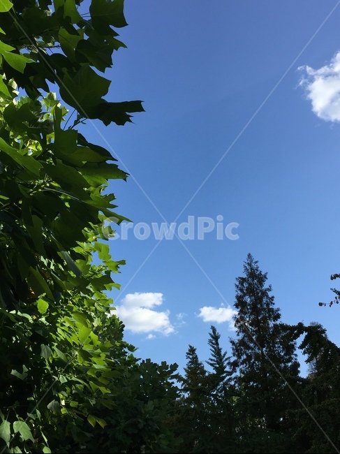 하늘,구름,sky,가을,봄,여름,겨울,계절하늘,뭉게구름,푸른하늘,파란색,파랑색,하늘색,스카이블루,감성,감성사진,배경,배경화면,싱그러운,푸른,나뭇잎,나무,잎사귀,잎,푸른배경,항공샷,하늘샷,자연,풍경,nature,landscape,plant,식물,leaf,tree