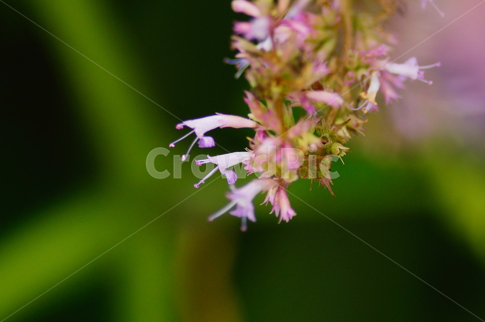 식물,plant,blossom,꽃,flower,bee,식물,자연,plants,nature,꽃,flower