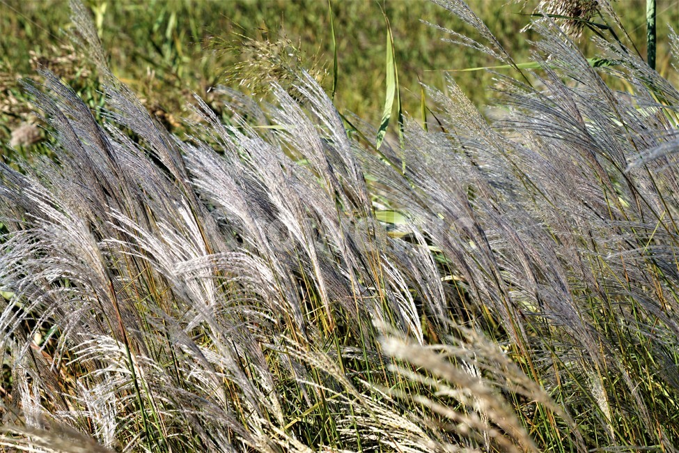 가을,갈대,억새,자연,식물,nature,fall,autumn,가을,계절,fall,autumn,season,grass,잔디,plant,lawn,reed