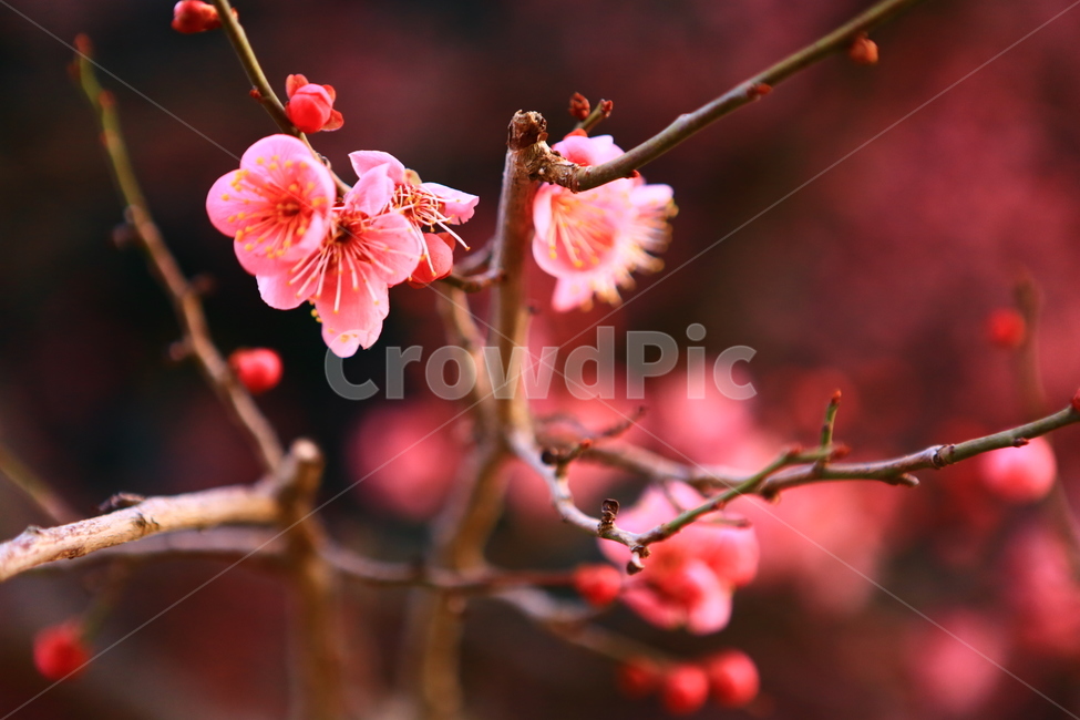 통도사,매화,빨강,절,꽃,봄꽃,봄,계절,spring,season,식물,자연,plants,nature,꽃,flower,plant