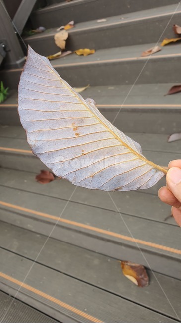 가을,낙엽,가을낙엽,잎,식물,사람,person,human,plant,leaf,veins,가을,계절,fall,autumn,season
