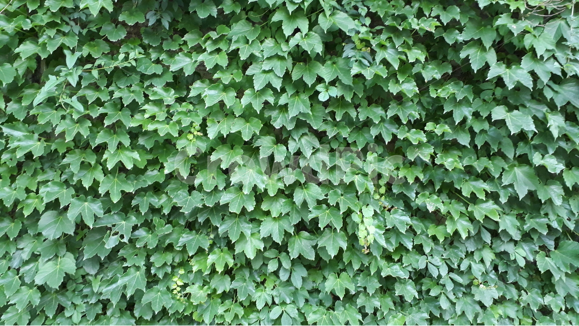 넝쿨,식물,앞사귀,vine,plant,green,leave,자연,풍경,nature,landscape,식물,plants