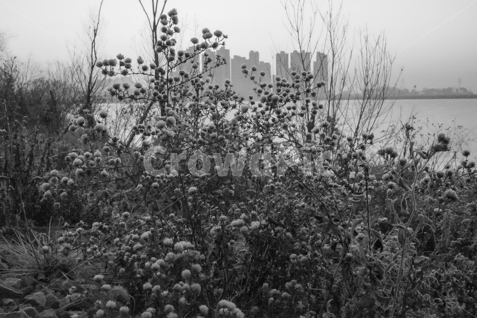 호수,풀,잡초,건물,아파트,감성,모노톤,겨울,계절,식물,자연,plants,nature,꽃,flower,흑백,모노톤,monochrome,black and white
