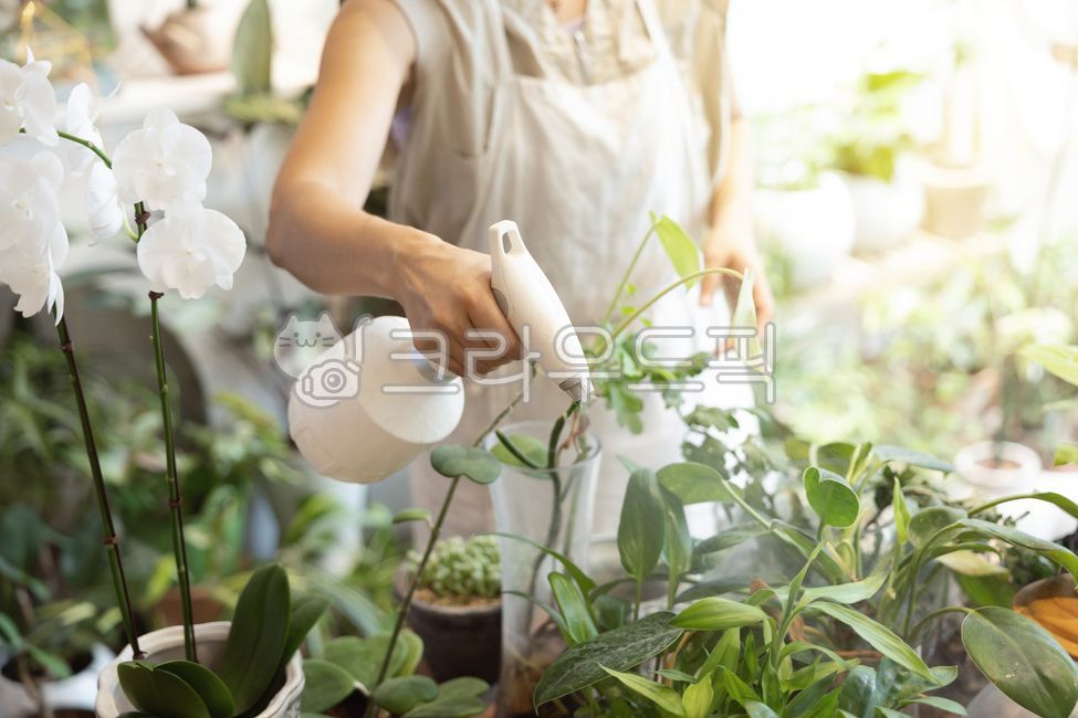 Small business,florist,sprayer,watering,sprinkling,care,management,business,merchant,store,home gardening,flowerpot,flower shop,plant,planterior,gardening,indoor,occupation,work,store owner,professional,Korean,flower arrangement,ret