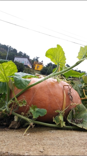 호박,밭모둥이,시골,늙은호박,가을,식물,자연,plants,nature,채소,야채,vegetables