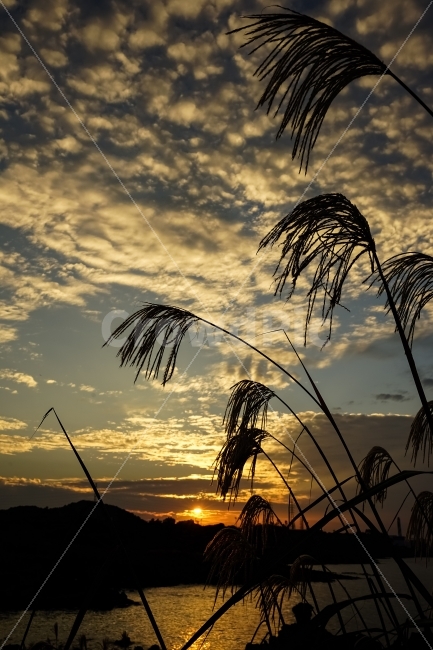제주도,노을,억새,바다,억새풀,자연,석양,가을,계절,fall,autumn,season,자연,풍경,nature,landscape,식물,plants,outdoors,옥외,sky,하늘