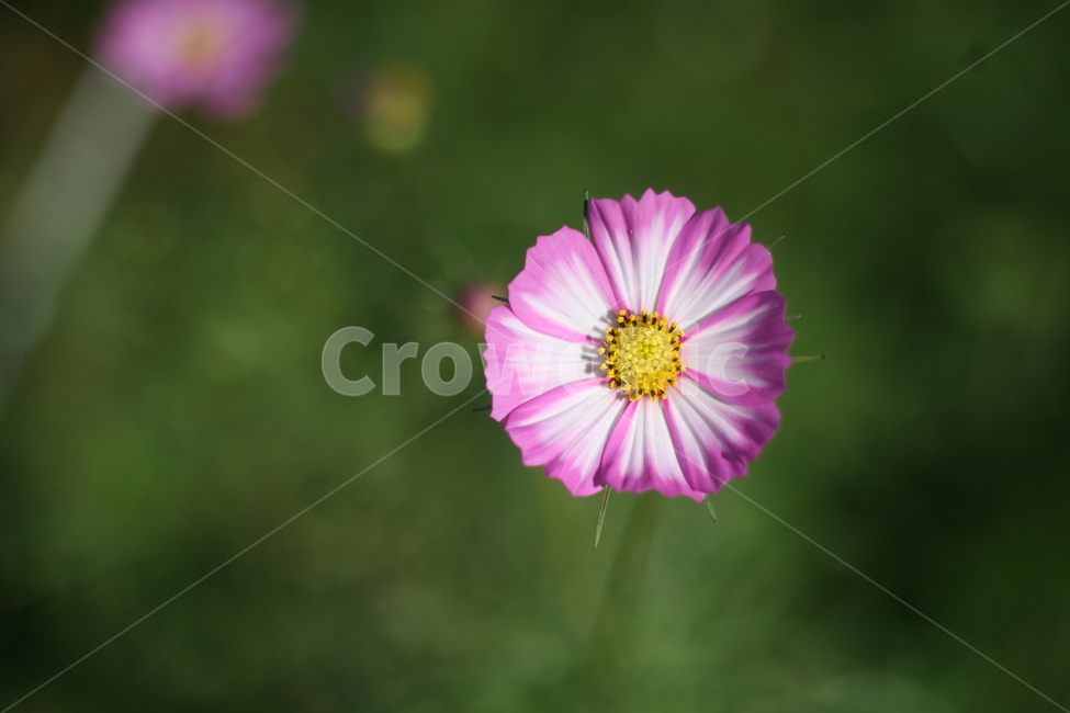 꽃,flower,접사,plant,식물,pollen,식물,자연,plants,nature,꽃,flower