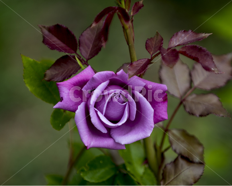 로즈,장미,꽃,식물,야생화,식물,자연,plants,nature,꽃,flower