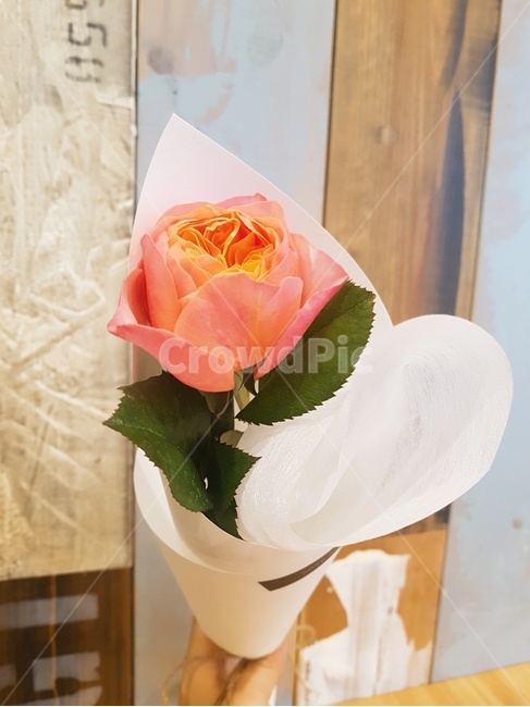 코랄장미,코랄,장미,꽃한송이,꽃다발,식물,꽃,flower