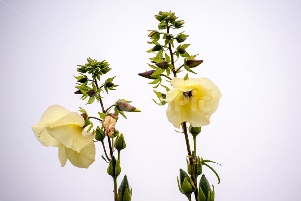 꽃,봄,아름다움,흰색,식물,식물,자연,plants,nature,꽃,flower
