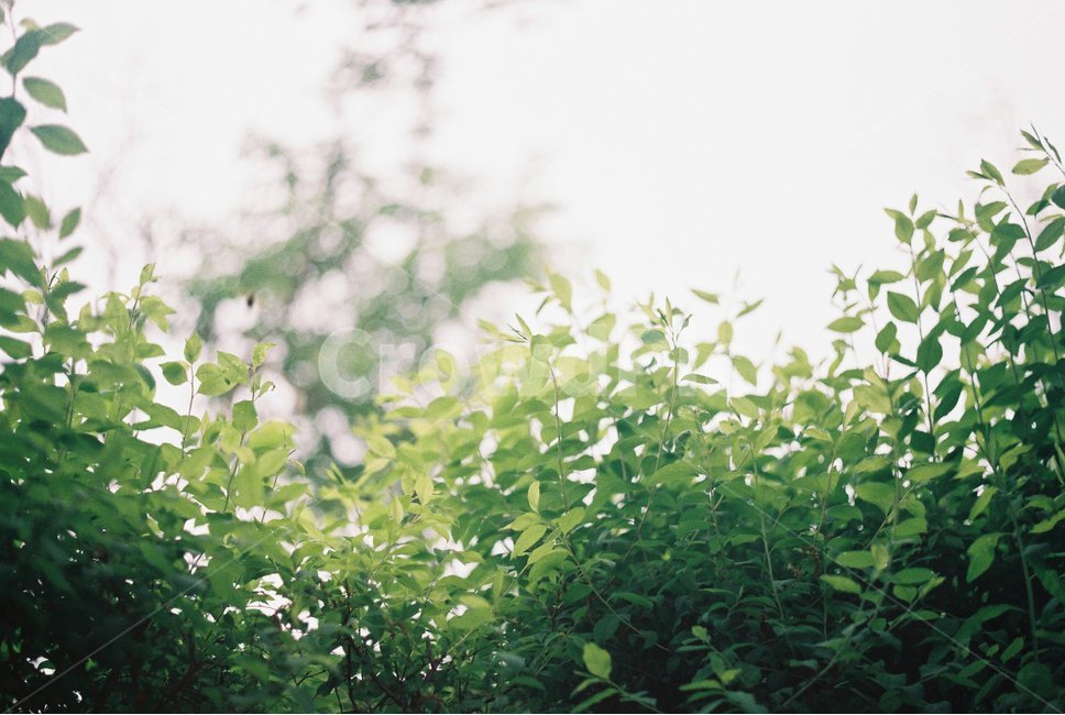 식물,햇빛,플레어,forest,sunshine,flare,여름,summer,초록색,green,식물,자연,plants,nature,휴식,힐링,rest,relaxation,healing