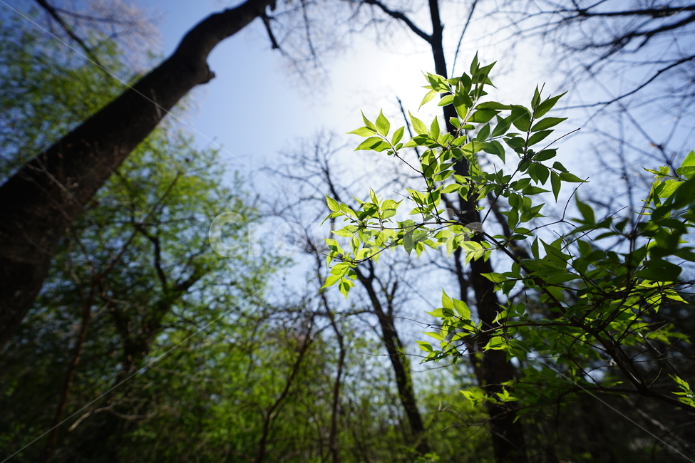 하늘,나무,잎,구름,풍경,풍경사진,그린,블루,색감,자연,감성,수목원,식물,tree,식물,자연,plants,nature