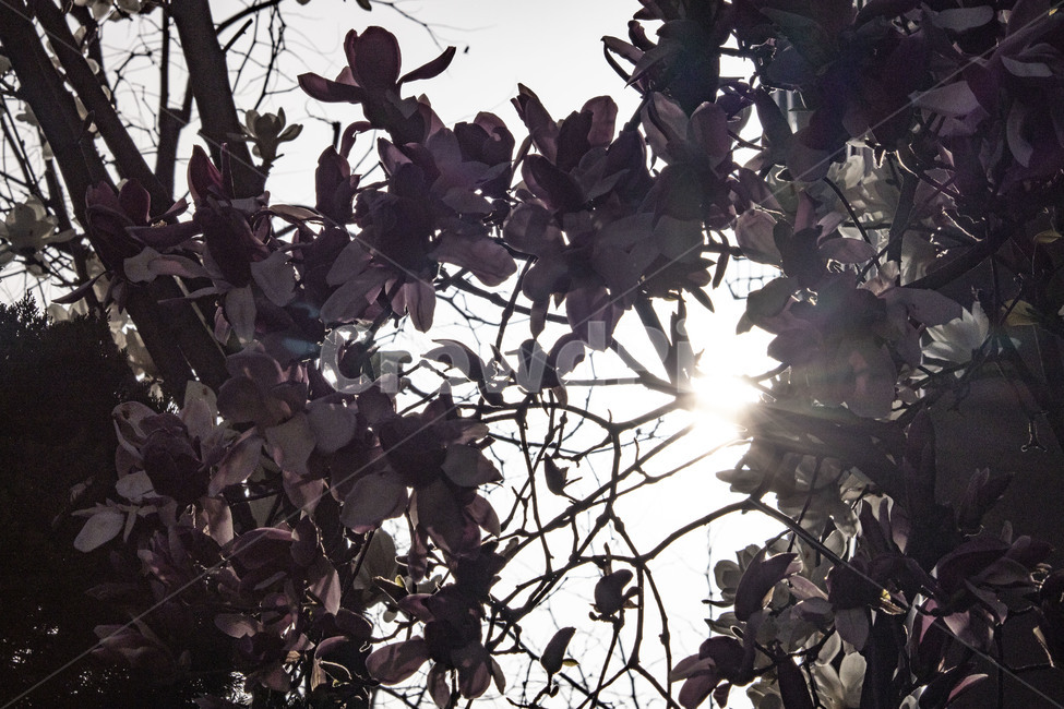 목련,꽃,빛,flower,light
