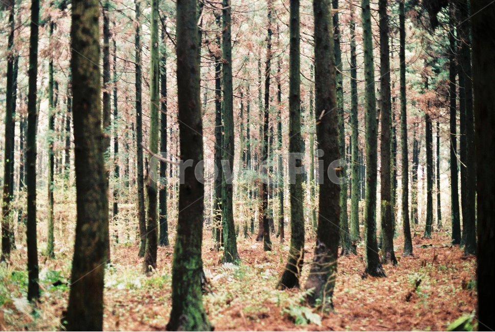 나무,제주도,힐링,편안,자연,자연,풍경,nature,landscape,식물,plants,나무,trees,wood,감성,sensible,feeling,휴식,힐링,rest,relaxation,healing,vegetation,초목,plant,woodland,삼림지,forest,숲,tree,outdoors,옥외,land,땅,grove,작은 숲