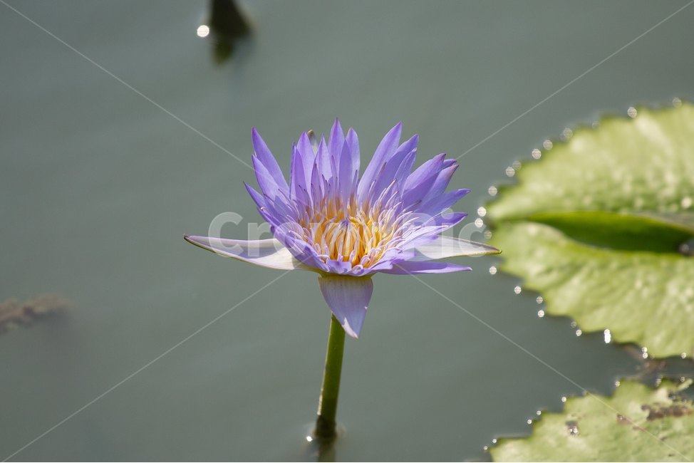 자연,꽃,연꽃,수련,빅토리아,식물,자연,plants,nature,꽃,flower
