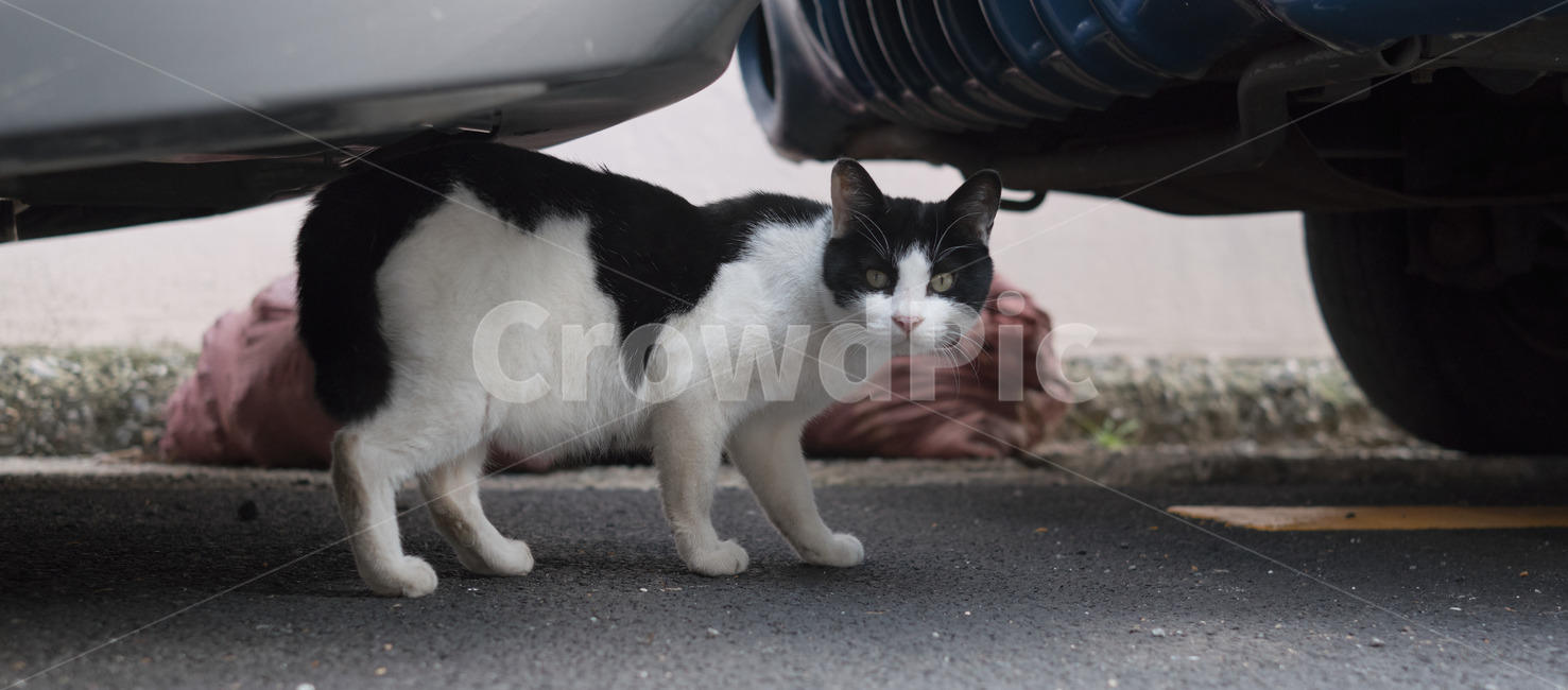 고양이,cat,자동차,자동차밑,와이드앵글,car,cinematic