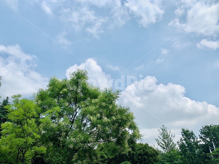 숲,하늘,구름,흰색,하늘색,배경,표지,초록색