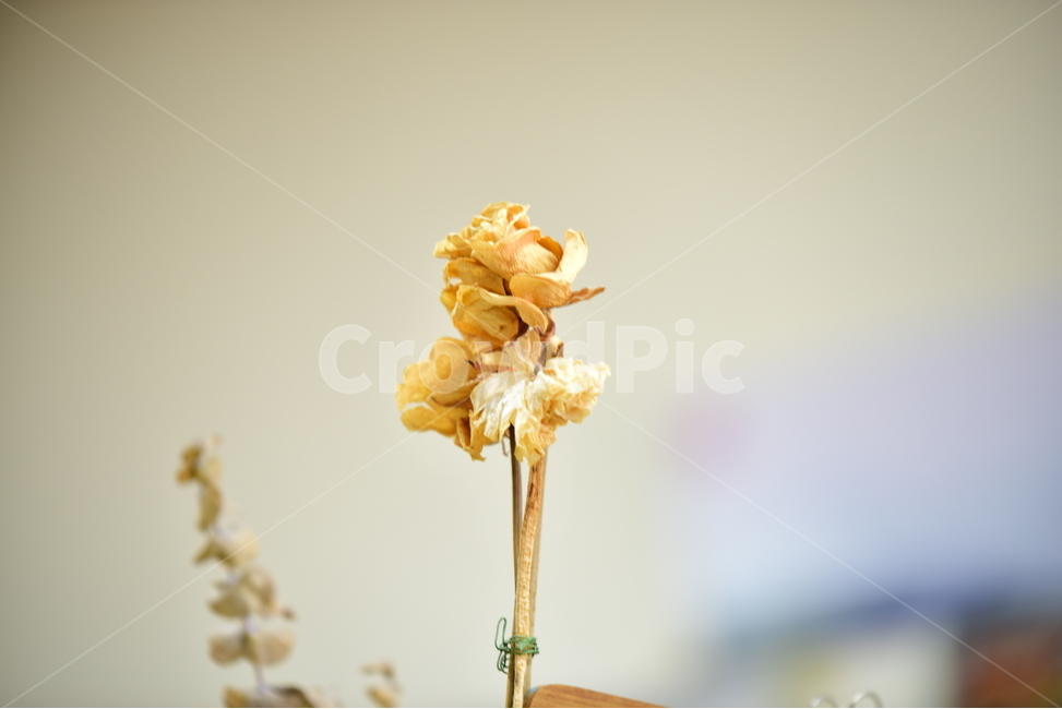노랑,장미,드라이플라워,꽃,yellow,rose,dry,dryflower,flower