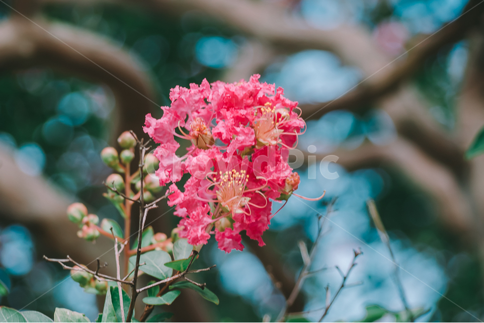 배롱나무,여름,꽃,분홍,야외,필름,식물,자연,plants,nature,꽃,flower,색깔,색상,색채,색감,color sense,color sensitivity,feeling of color