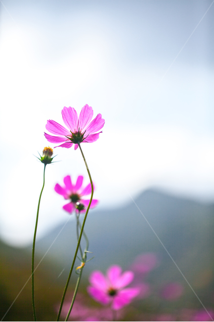 코스모스,가을,계절,꽃,감성,가을,계절,fall,autumn,season,식물,자연,plants,nature,꽃,flower,plant,blossom,daisy,데이지,daisies