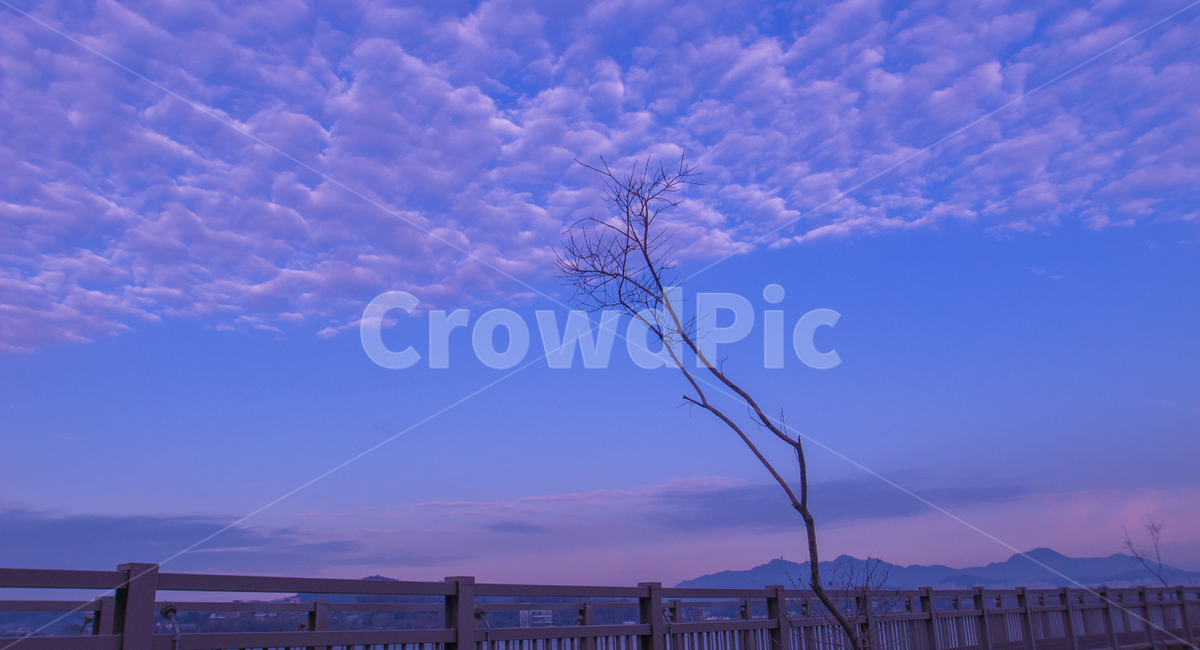 겨울,나무,감성,계절,공원,식물,자연,풍경,nature,landscape,식물,plants,나무,trees,wood