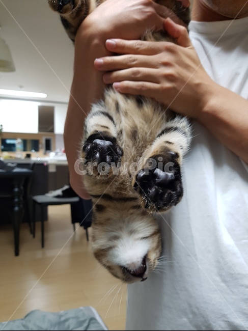 벵갈,bengal,cat,고양이,갈색,검정색,cute,animal,동물,animal,포유류,mammal,고양이,cat,kitten,kitty