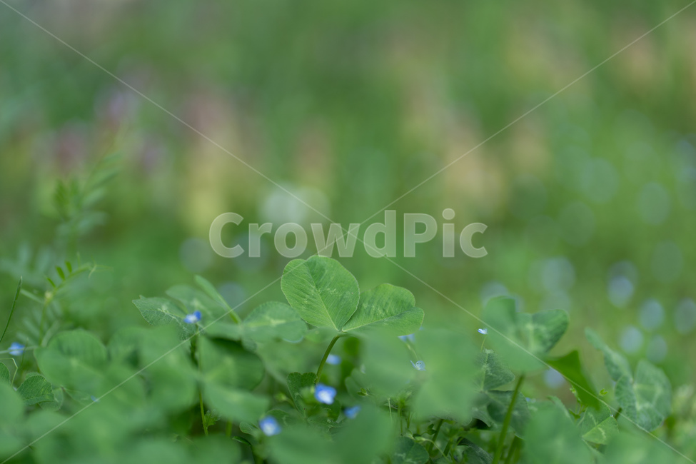 plant,식물,leaf,잎,잔디,식물,자연,plants,nature