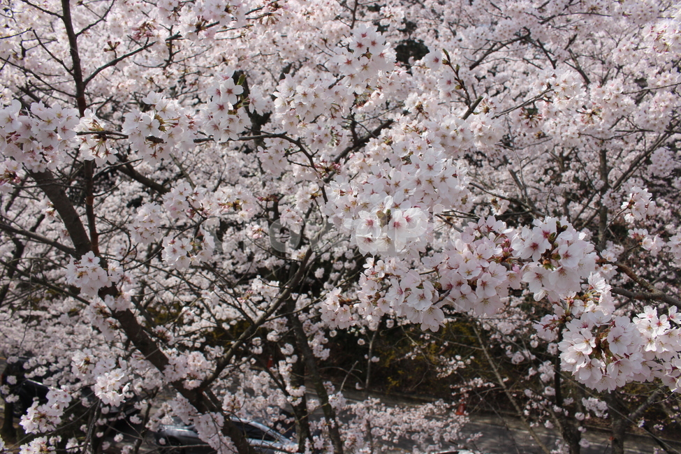 벚꽃,자연,봄,분홍,여유,봄,계절,spring,season,식물,자연,plants,nature,꽃,flower,plant,blossom