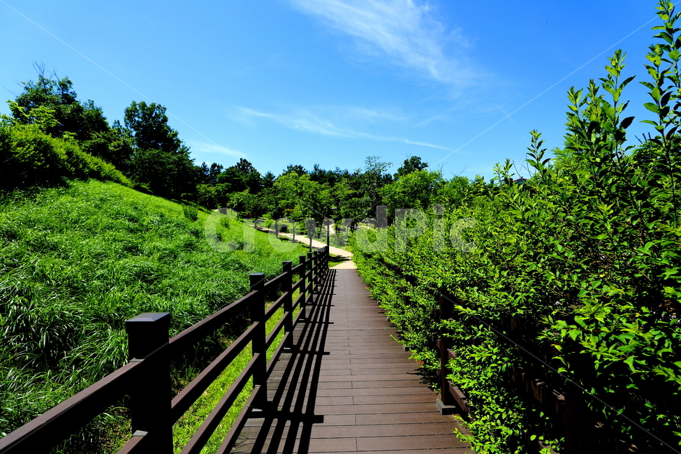 길,하늘,나무,식물,풍경,자연,풍경,nature,landscape,outdoors,옥외
