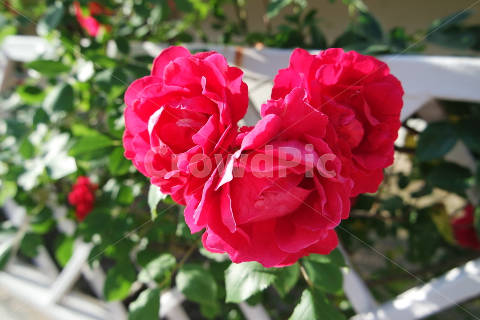 장미,식물,꽃,자연,red,flower,식물,자연,plants,nature,꽃,flower