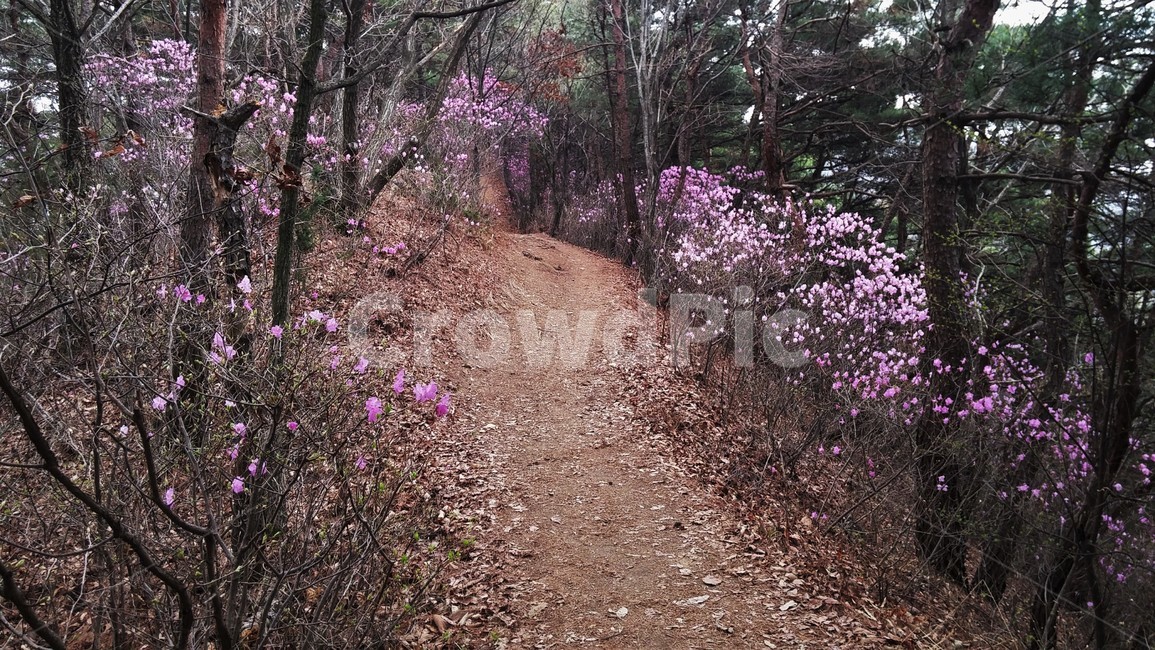 진달래,진달래꽃,진달래오솔길,봄꽃,봄풍경,한국풍경,자연풍경,한국정서,봄,계절,spring,season,자연,풍경,nature,landscape,gravel,자갈,road,도로,dirt road,흙길,ground,바닥,plant,식물