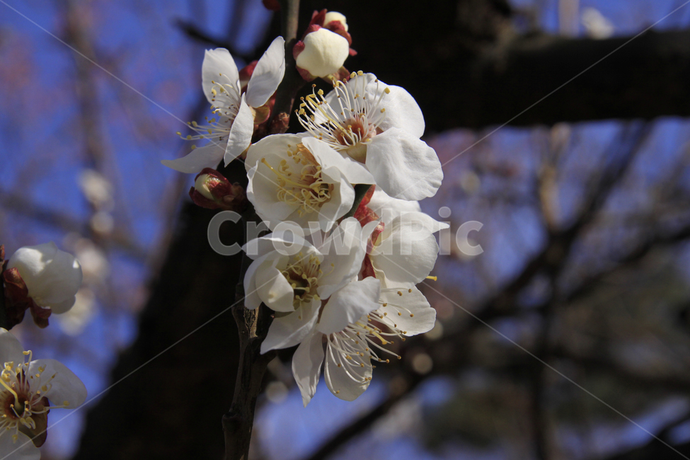 봄,자연,매화,꽃,매화꽃,매화마을,spring,flower,nature,season,나무,식물,봄꽃,계절,봄,계절,spring,season,식물,자연,plants,nature,꽃,flower,plant