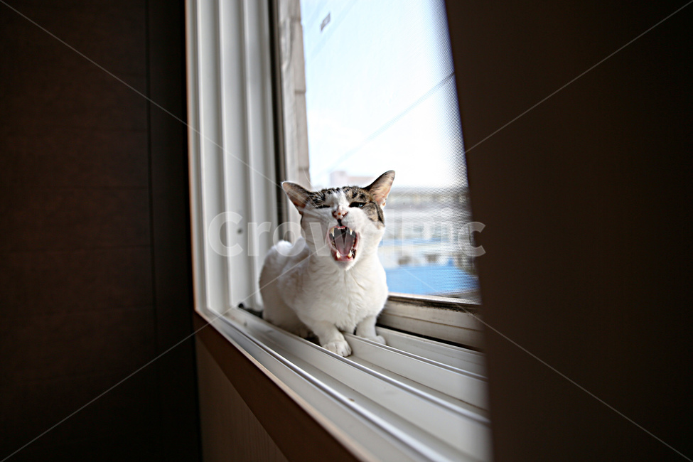 고양이,반려묘,하품,대박이,졸음
