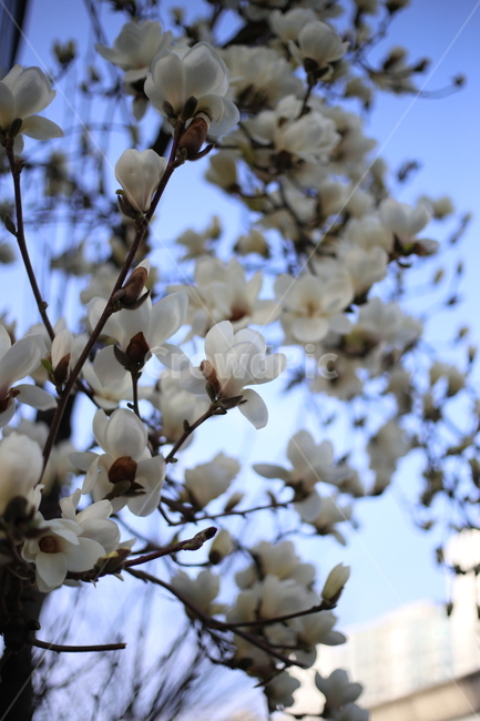 꽃,꽃잎,봄,식물,plant,blossom,flower