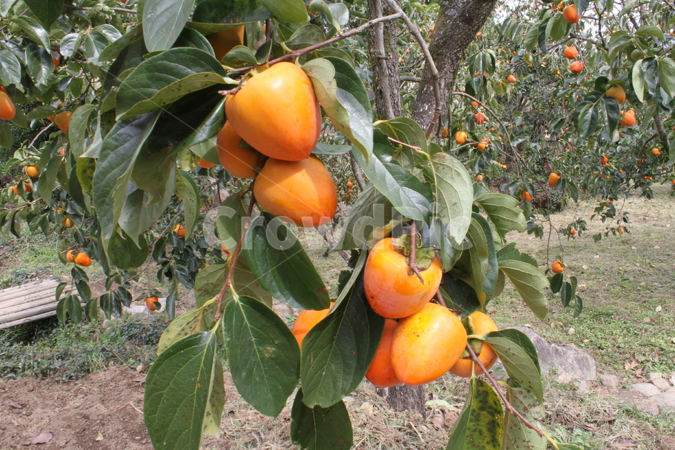 대봉감,감,과일,식물,fruit,persimmon,식물,자연,plants,nature,과일,열매,fruit