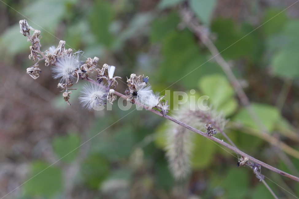 꽃,식물,안개꽃,plant,꽃송이,식물,자연,plants,nature,꽃,flower