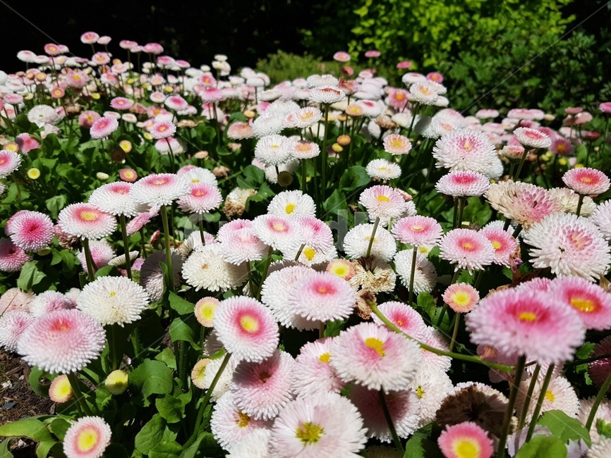 숲속,나무,가든,정원,꽃,봄,여름,식물,자연,plants,nature,꽃,flower