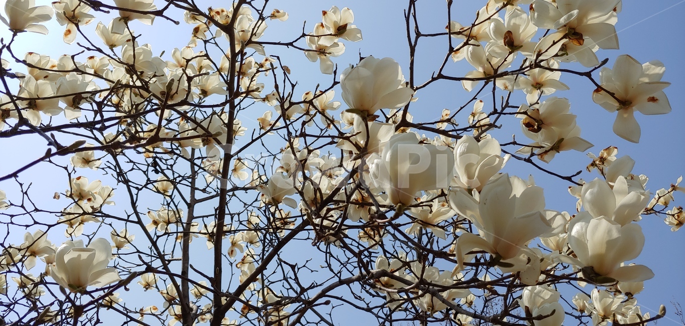 목련,꽃,봄,나무,식물,flower,흰색,white,배경,바탕,자연,nature,tree,봄꽃,우아한,예쁜,plant,식물,자연,plants,nature,꽃,flower
