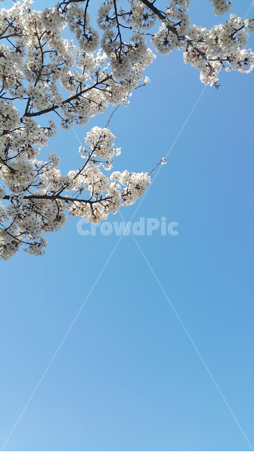 벚꽃,꽃,자연,봄,하늘,봄,계절,spring,season,plant,식물,blossom,flower