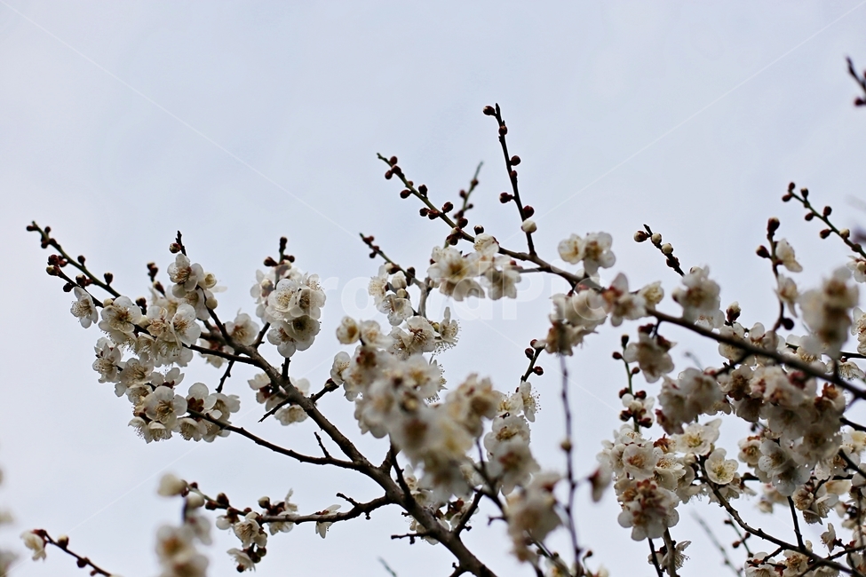 매화마을,매화꽃,매화축제,매화,꽃,flower,봄,계절,spring,season,식물,자연,plants,nature,꽃,flower,plant