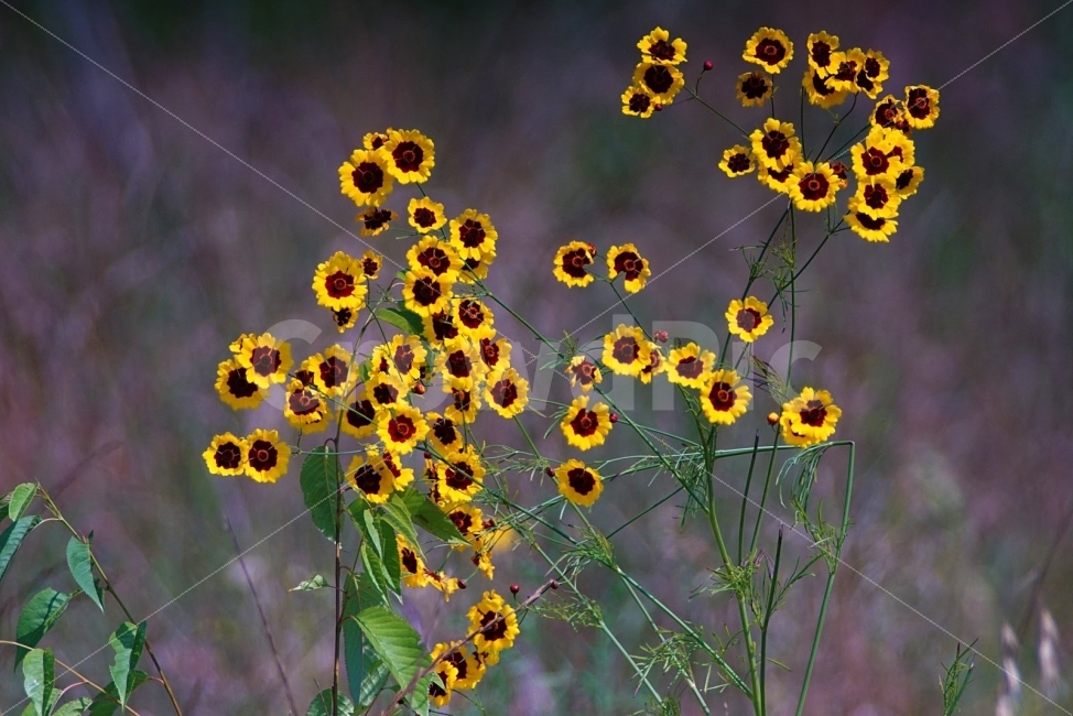 부산,수영강,기생초,꽃,자연,야생화,식물,자연,plants,nature,꽃,flower
