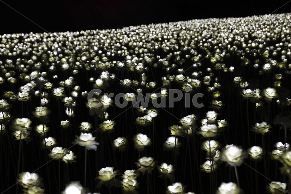 led,장미,rose,밤,야경,led장미,ddp,조명,빛,야경,밤,풍경,nightscape,night,landscape