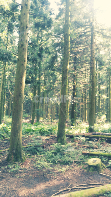 사려니숲길,제주도사려니숲,숲,산책,식물,감성,자연,자연휴양림,힐링,jeju,jejudo,nature,landscape,palats,tree,wood,자연,풍경,nature,landscape,vegetation,초목,plant,나무,outdoors,옥외,forest,land,땅,woodland,삼림지,grove,작은 숲