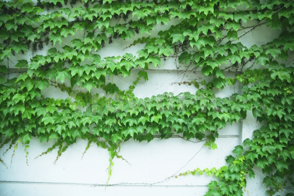 골목길,담쟁이넝쿨,담벼락,초록,서촌,식물,자연,plants,nature