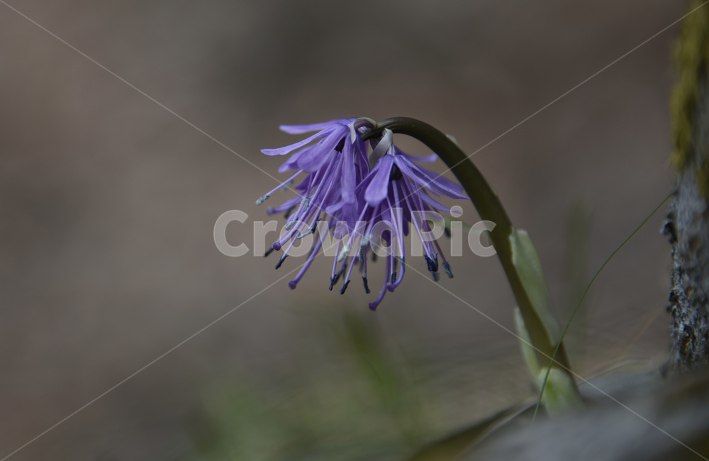 처녀치마,야생화,처녀치마꽃,봄꽃,다년생,자주색꽃,백합과,식물,자연,plants,nature,꽃,flower